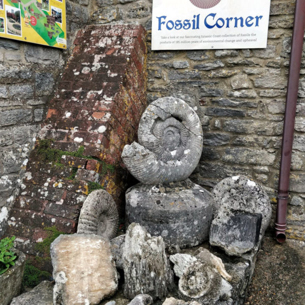 Fossil Corner