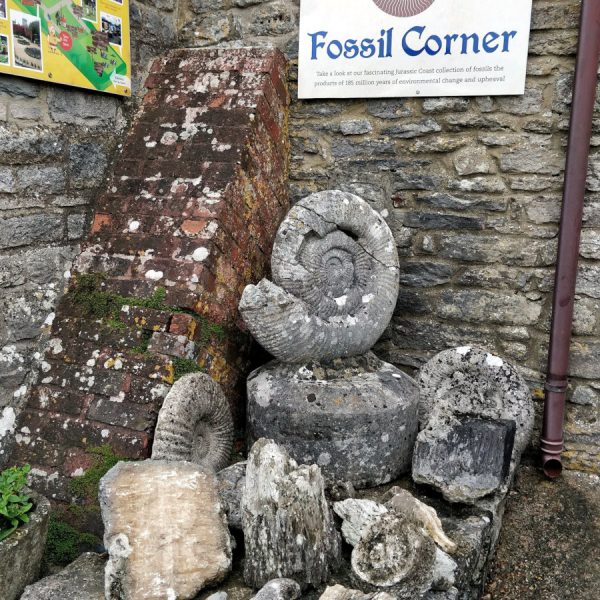 Fossil Corner